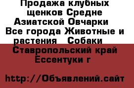 Продажа клубных щенков Средне Азиатской Овчарки - Все города Животные и растения » Собаки   . Ставропольский край,Ессентуки г.